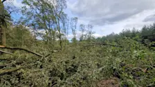 De tornado blijkt in het bos grote schade te hebben aangericht - Reinout van den Born.