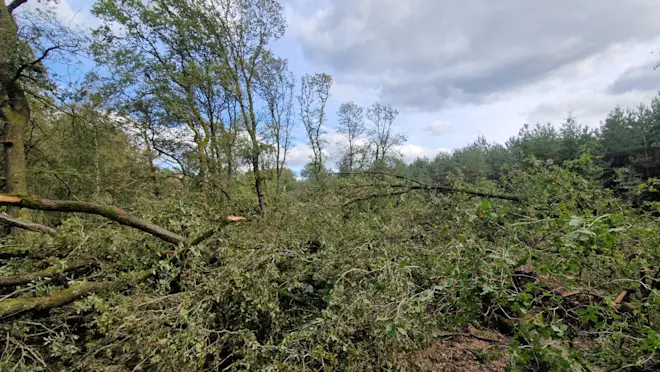 De tornado blijkt in het bos grote schade te hebben aangericht - Reinout van den Born.