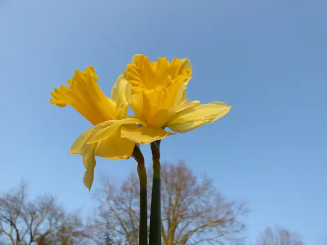 De narcissen bloeien mooi in de zon in Blaricum - Chris Meewis