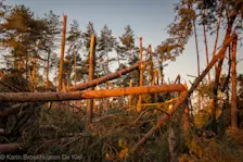 Schade op het Dwingelderveld - Karin Broekhuijsen