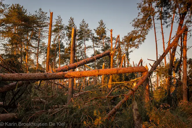 Schade op het Dwingelderveld - Karin Broekhuijsen