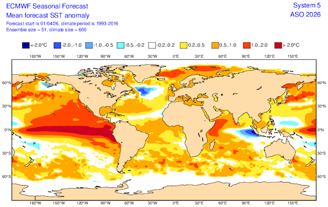 De verwachte afwijkingen van de zeewatertemperaturen voor komende augustus. De El Niño is langs de evenaar op de Grote Oceaan al duidelijk te zien. Het hoogtepunt wordt pas rond oktober verwacht - ECMWF