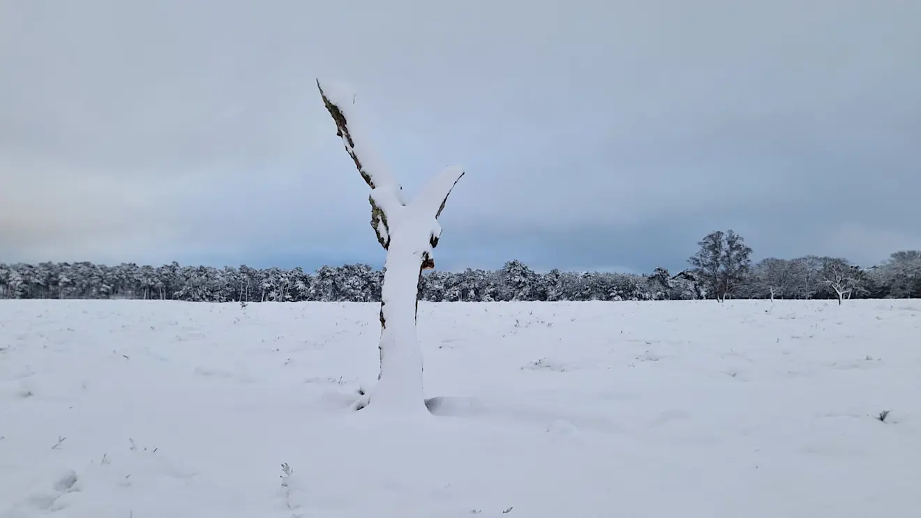Sneeuw op de heide. Echt een dikke laag - Reinout van den Born