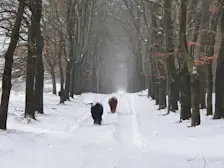Hooglanders in de sneeuw bij Arnhem in februari 2021. Er valt ook nog net een beetje - Reinout van den Born