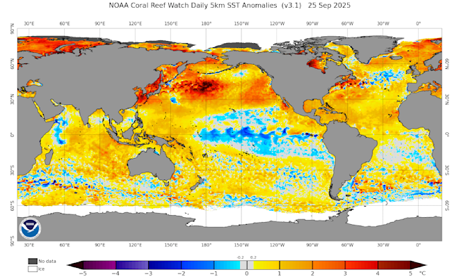 De afwijkingen van de watertemperaturen op de wereldzeeën. Duidelijk is de extreme afwijking op het noordelijke deel van de Groet oceaan te zien - NOAA