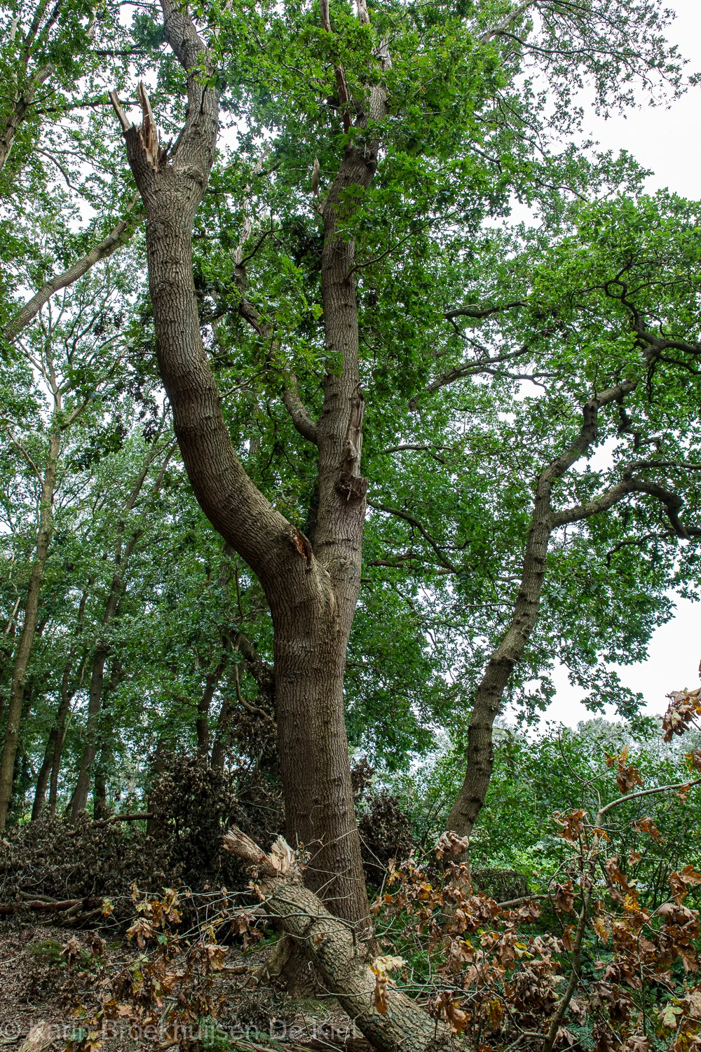 Nog meer schade in het bos in de buurt van Schoonloo. Een valwind was de oorzaak - Karin Broekhuijsen