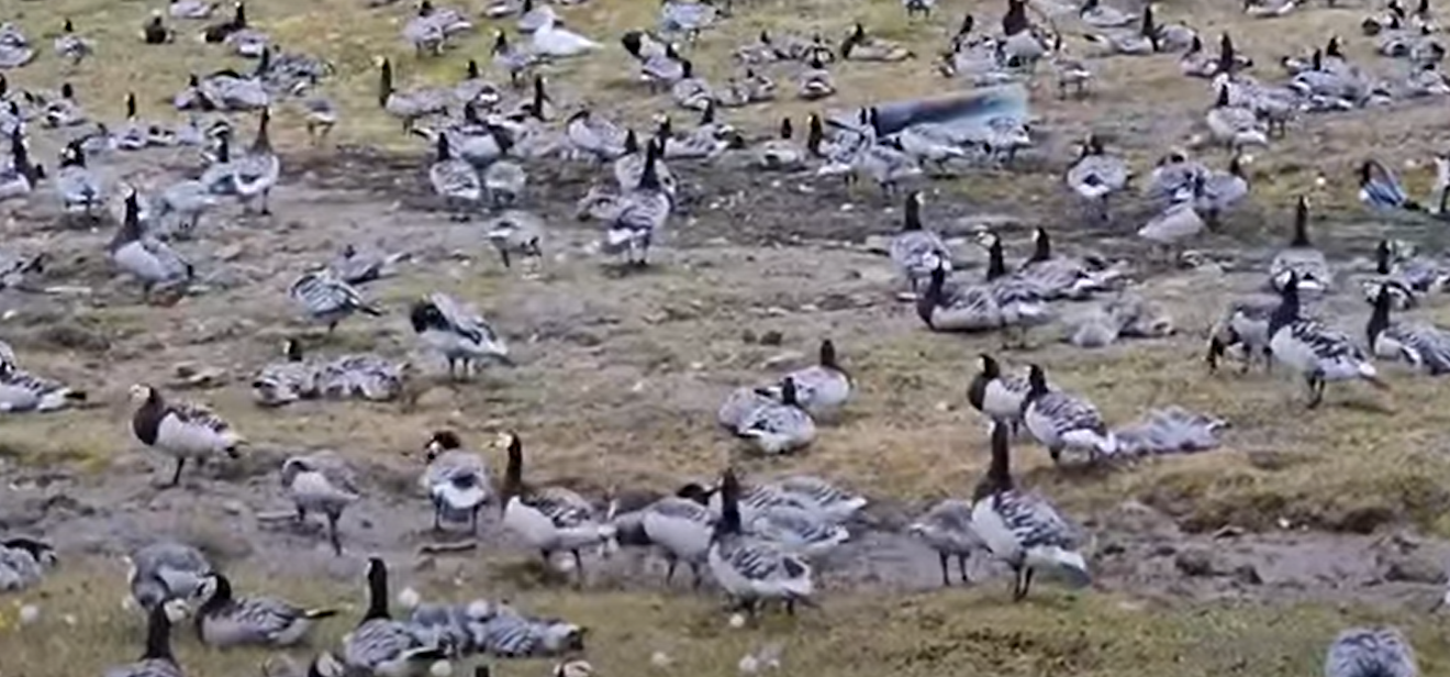 Brandganzen op Spitsbergen - via Poolstation.nl