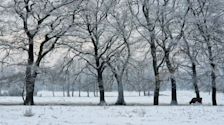 Een klein beetje winter, eind november 2023 - Reinout van den Born