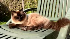 Ook de katten genieten van het aangename zomerweer van dit moment - Jolanda Bakker