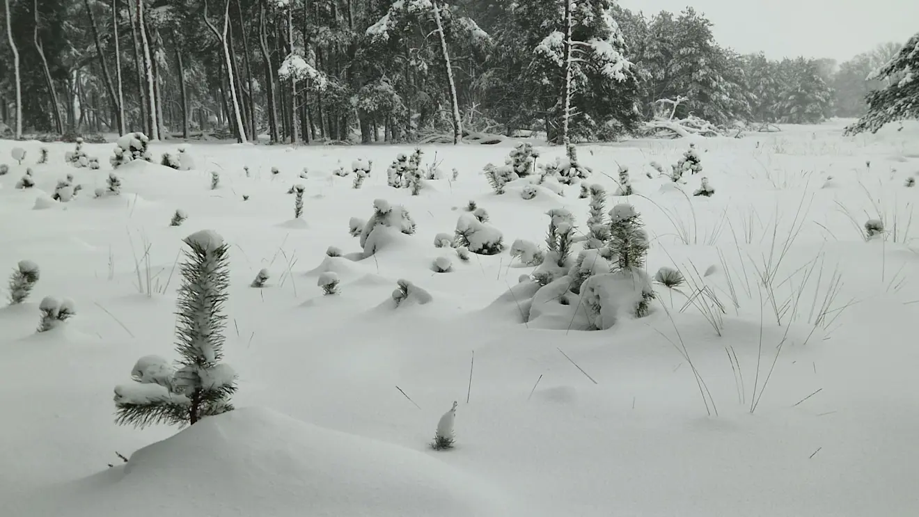 Jonge boompjes verzinken bijna in de sneeuw - Reinout van den Born