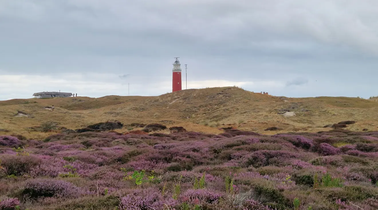 Op Texel bloeit de heide al, op de Veluwe verdroogt de heide zelfs - Frans Alderse Baas