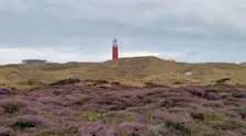 Op Texel bloeit de heide al, op de Veluwe verdroogt de heide zelfs - Frans Alderse Baas