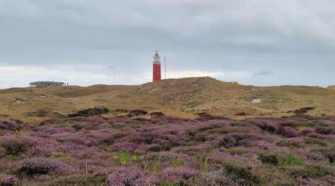 Op Texel bloeit de heide al, op de Veluwe verdroogt de heide zelfs - Frans Alderse Baas