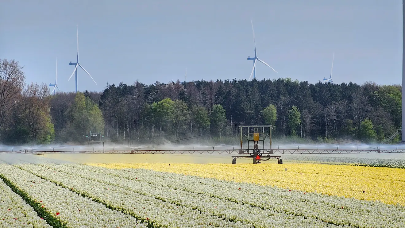 Tulpenvelden worden beregend - Jannine Sanders