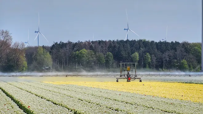 Tulpenvelden worden beregend - Jannine Sanders