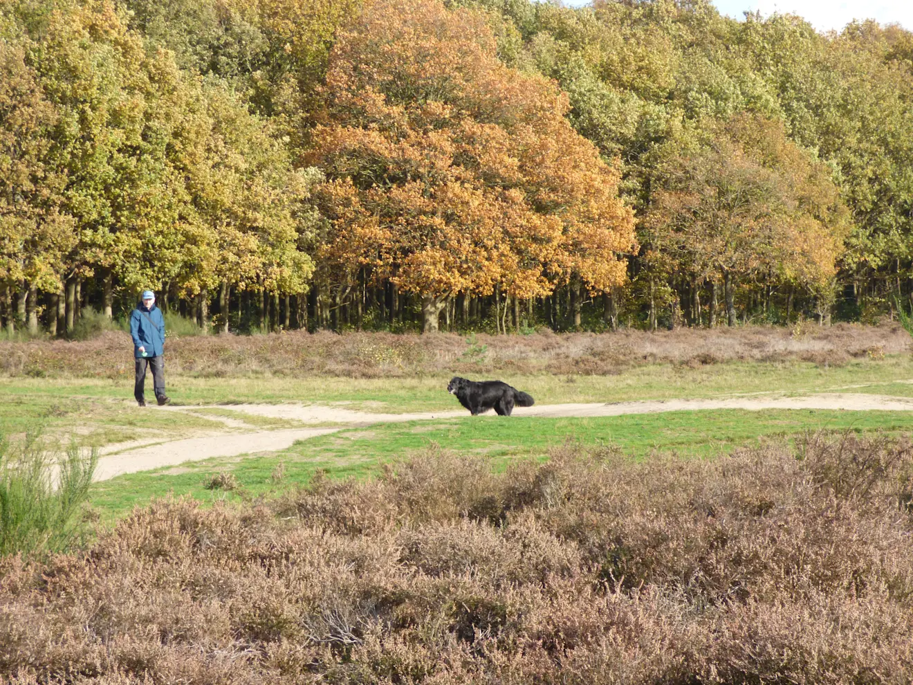 Hoewel het al november is, zit er nog steeds veel blad aan de bomen - Chris Meewis