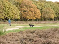 Hoewel het al november is, zit er nog steeds veel blad aan de bomen - Chris Meewis