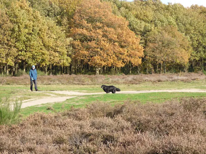 Hoewel het al november is, zit er nog steeds veel blad aan de bomen - Chris Meewis