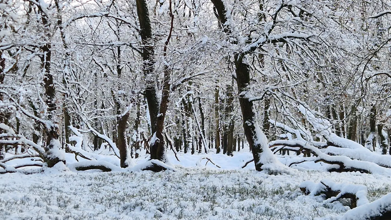 Het spel van de besneeuwde boomstammen - Reinout van den Born