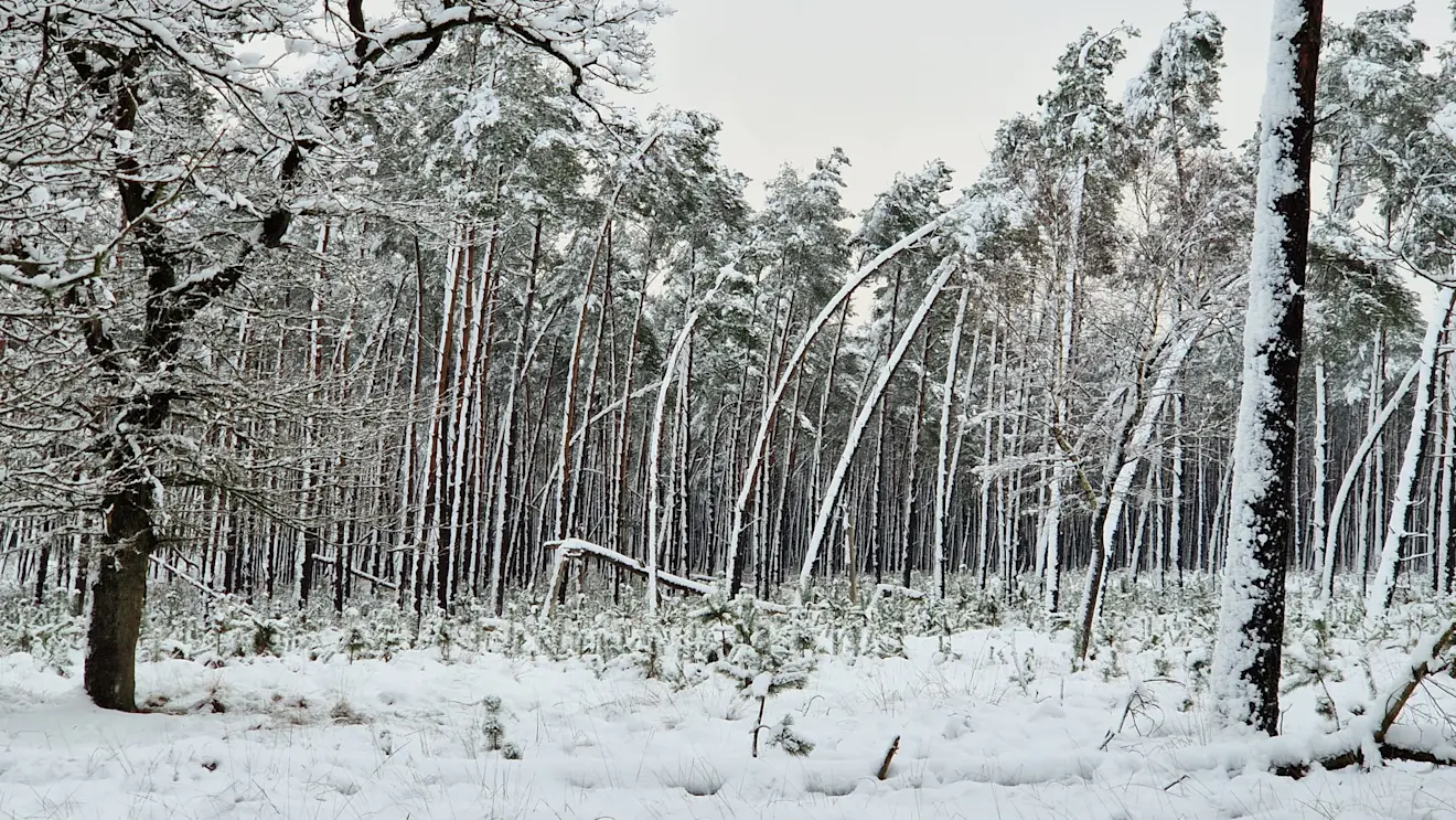 Bomen buigen onder de last van de sneeuw - Reinout van den Born