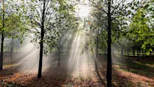 Het is nog zomer, maar de herfst komt dichterbij. Je ziet het aan de zonnestralen tussen de bomen - Henk Straatman