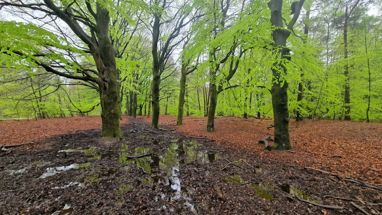 Bomen met hun wortels in de modder - Reinout van den Born