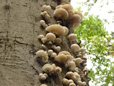 Het is herfst in Nederland en dus komen aan alle kanten ook de paddenstoelen weer tevoorschijn - Chris Meewis