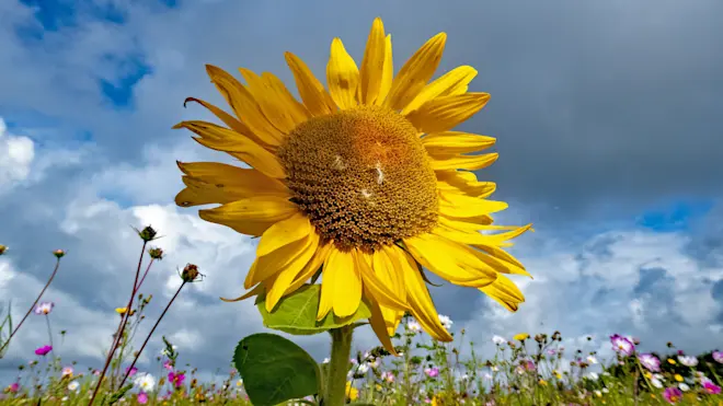De zon scheen dit jaar vaak - Simone Wiersma
