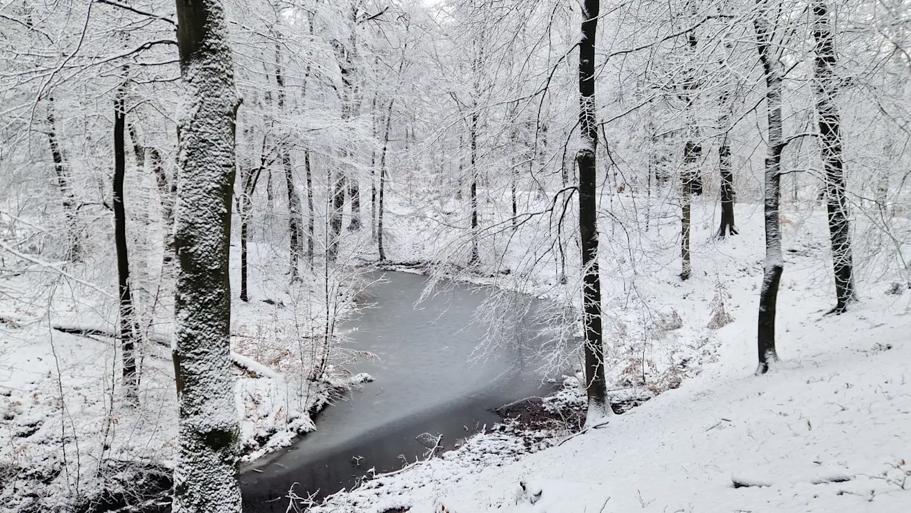 Sneeuw in de bossen, ten noorden van Velp. Het is prachtig - Reinout van den Born