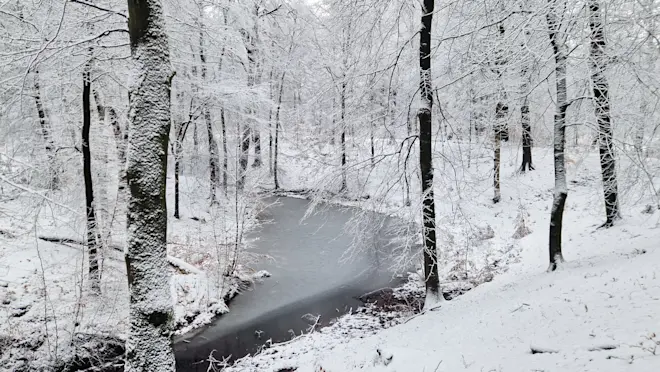 Sneeuw in de bossen, ten noorden van Velp. Het is prachtig - Reinout van den Born