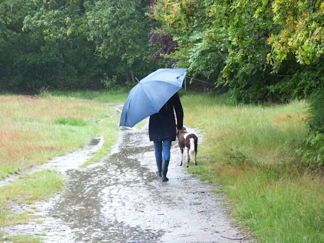 Regen op de heide bij Hilversum - Chris Meewis
