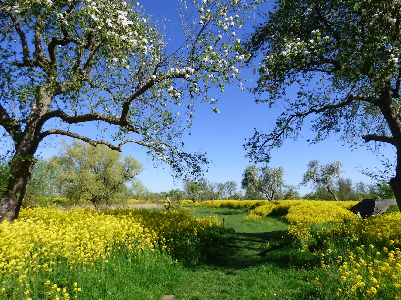 Prachtige kleuren in de natuur bij Schalkwijk - Chris Meewis