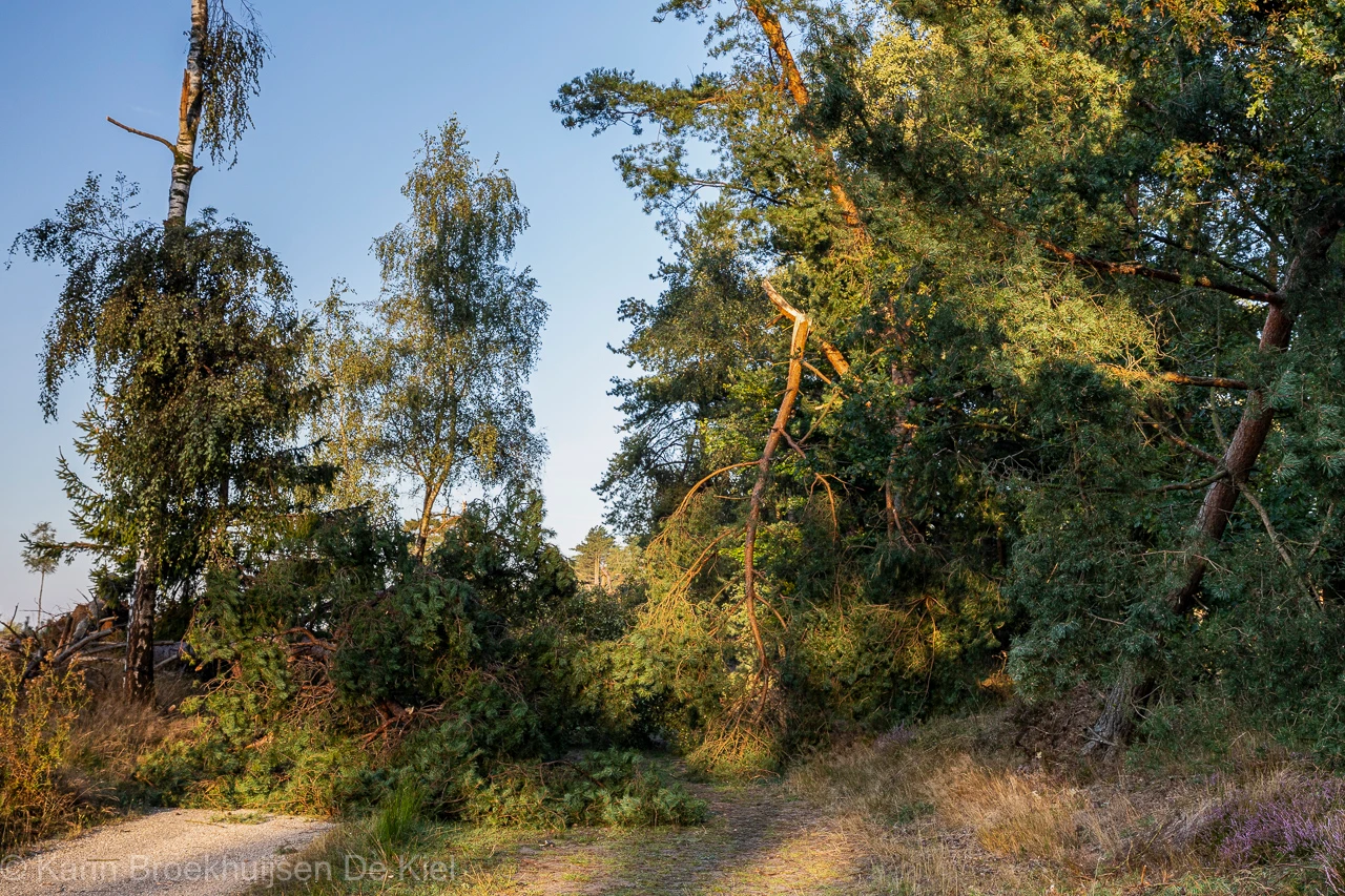 De bomen zijn op allerlei manier afgebroken en omgewaaid - Karin Broekhuijsen
