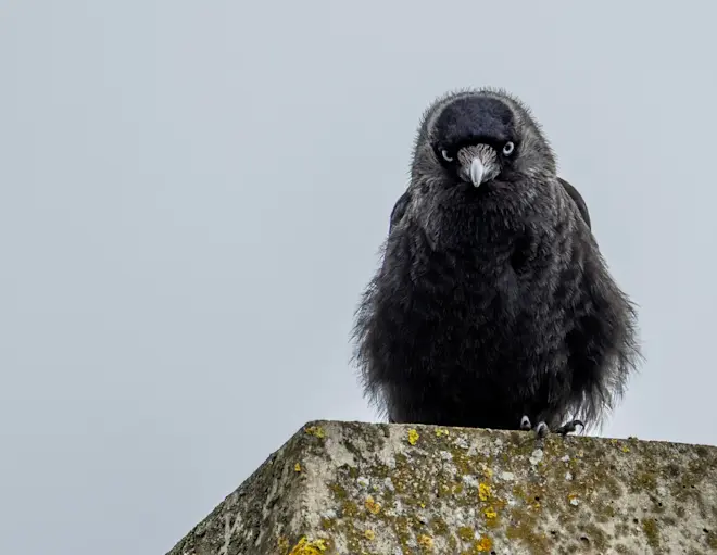 Een kauwtje nadat hij van de nieuwe warmte heeft gehoord... - John Oomen