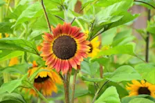De zonnebloemen hebben het prima naar hun zin - Cynthia van Leusden