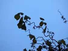 Grijs weer - Chris Meewis