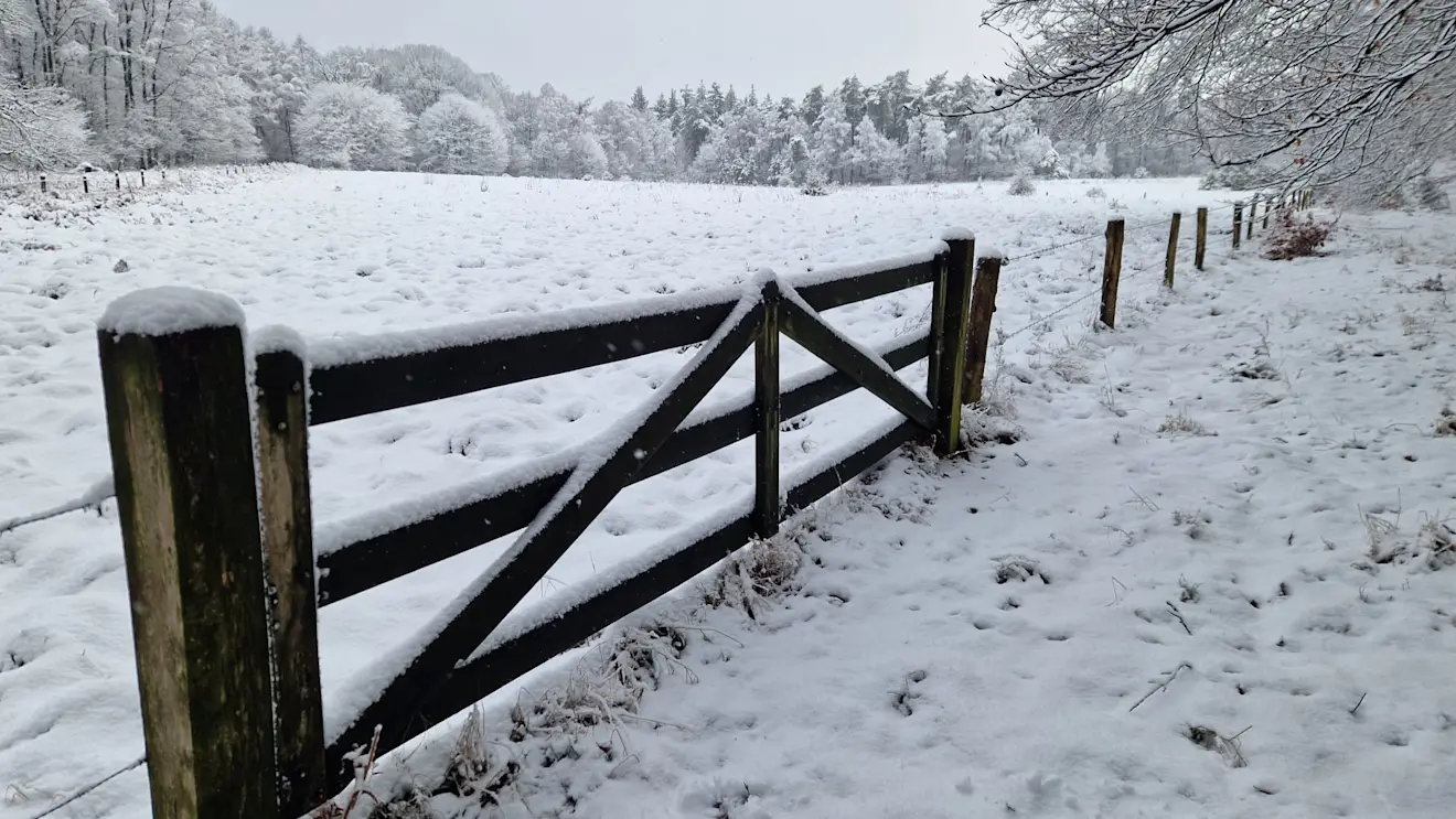Een besneeuwd veld, middenin het bos - Reinout van den Born