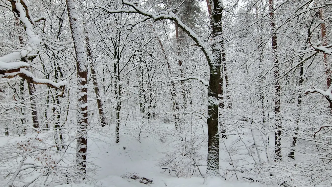 Het spel van de bomen en de sneeuw - Reinout van den Born