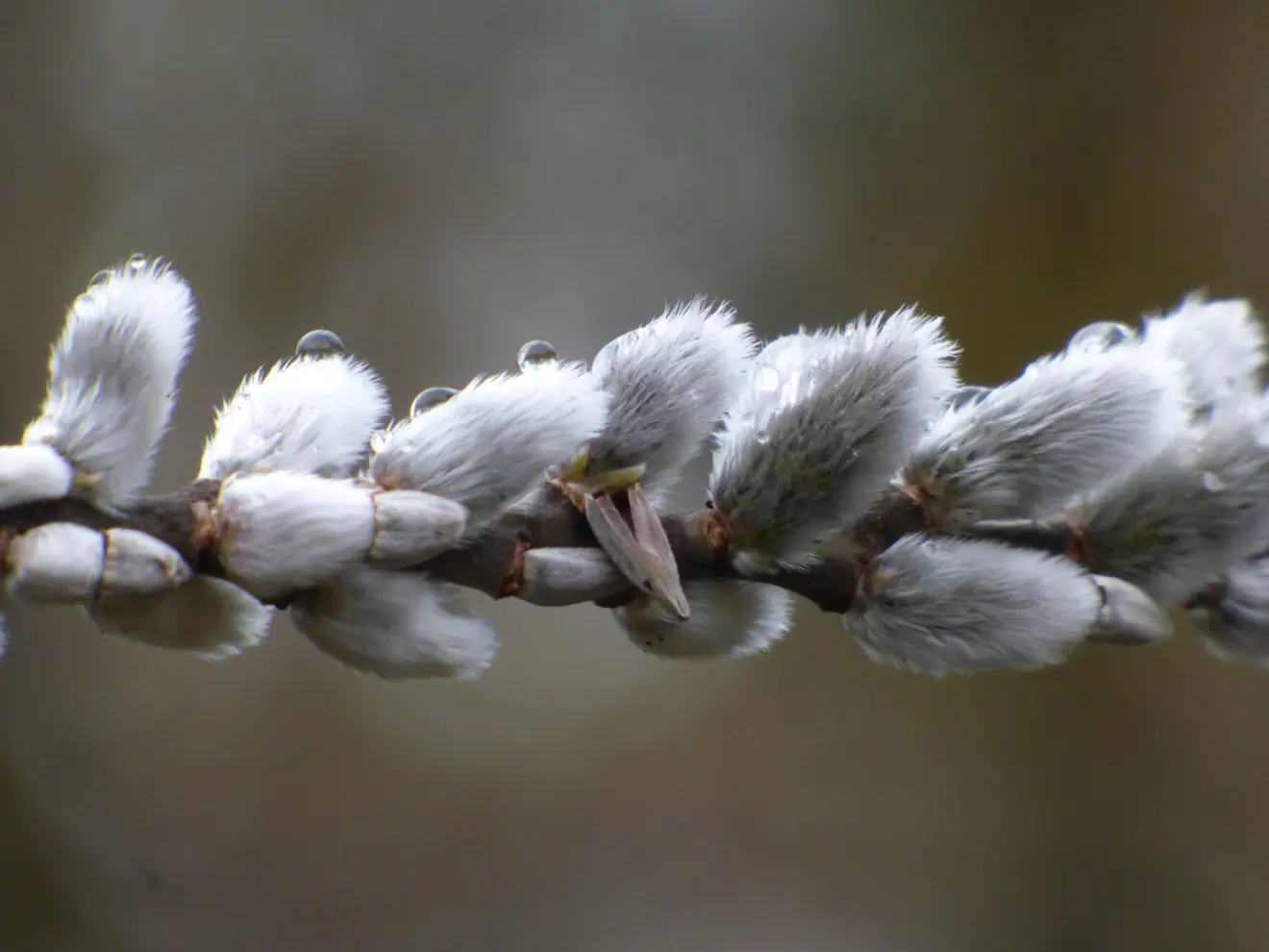 De lente doemt al op - Chris Meewis