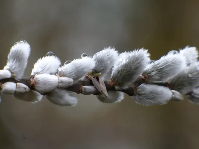 De lente doemt al op - Chris Meewis