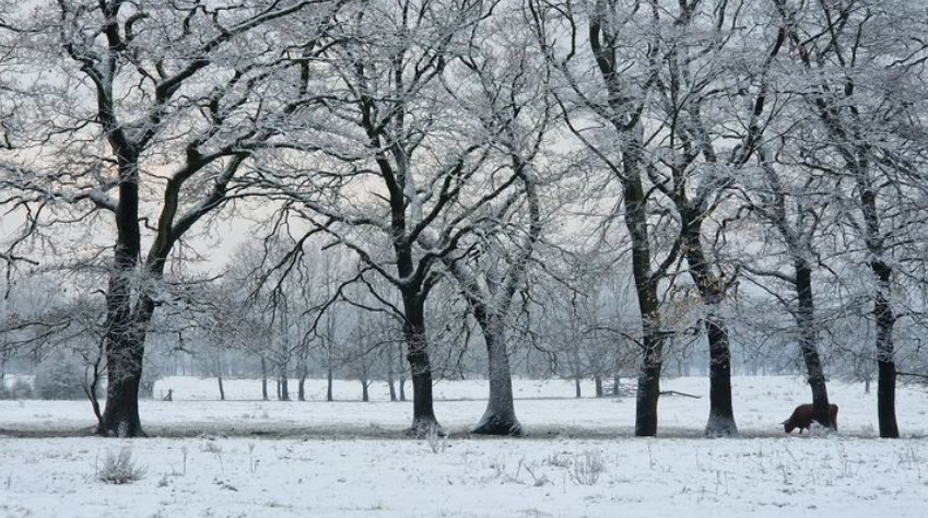 Niet alle winters tijdens een El Niño verlopen in Europa zacht - Reinout van den Born