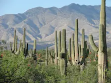 In de Sonorawoestijn in Mexico ligt de plaats Tepache waar het op 20 juni 52 graden werd - Wikipedia