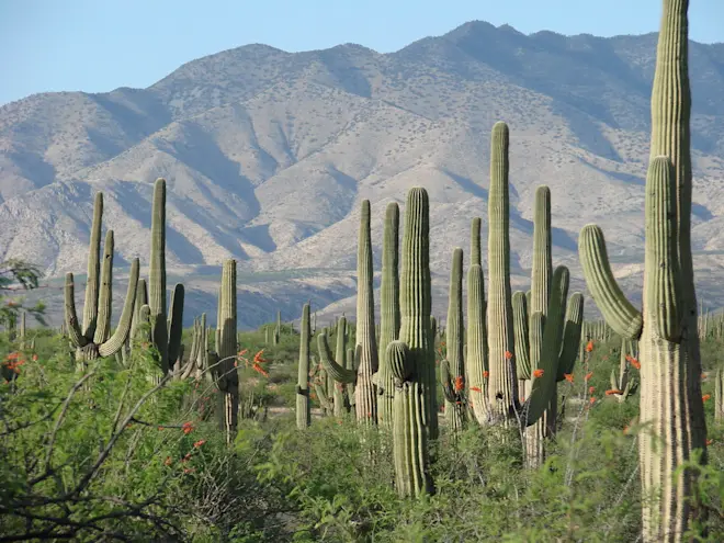 In de Sonorawoestijn in Mexico ligt de plaats Tepache waar het op 20 juni 52 graden werd - Wikipedia