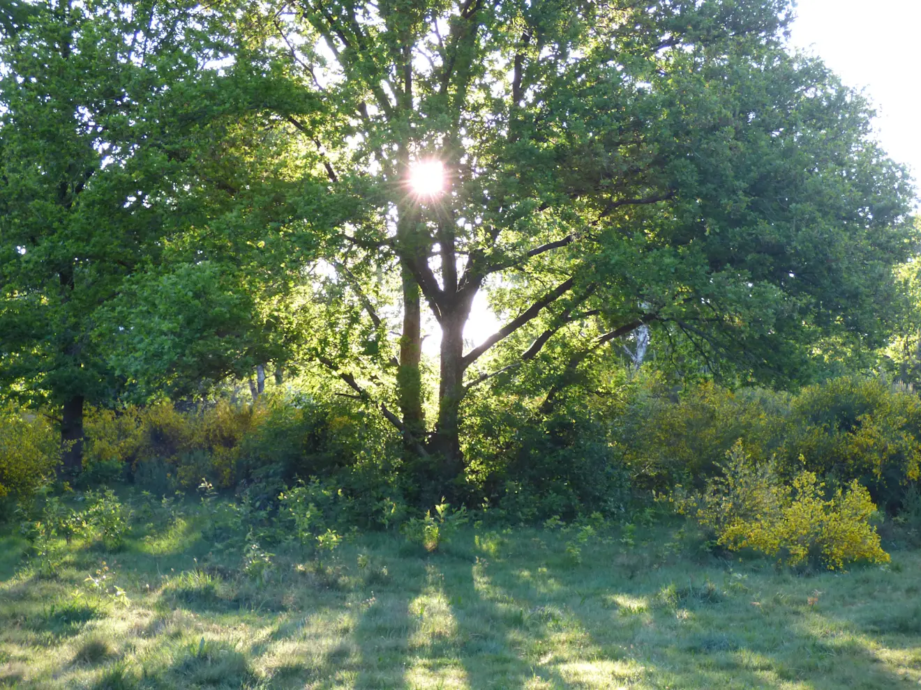 De zomer van 2026 werpt zijn schaduw vooruit - Chris Meewis