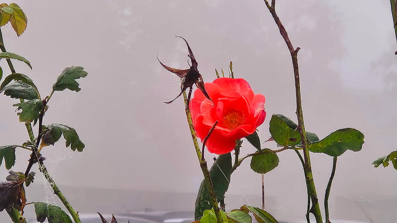 Bloemen geven kleur in de mist - Nely van Frankenhuyzen