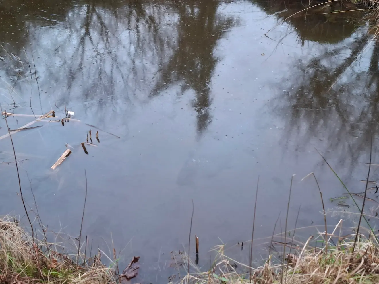 IJs op de vijver van Tinus Beckers in Lichtenvoorde, bij temperaturen boven nul. Hoe kan dat? - Tinus Beckers