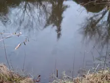 IJs op de vijver van Tinus Beckers in Lichtenvoorde, bij temperaturen boven nul. Hoe kan dat? - Tinus Beckers