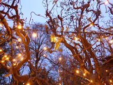 Een beetje licht tijdens de donkere dagen voor kerst - Chris Meewis