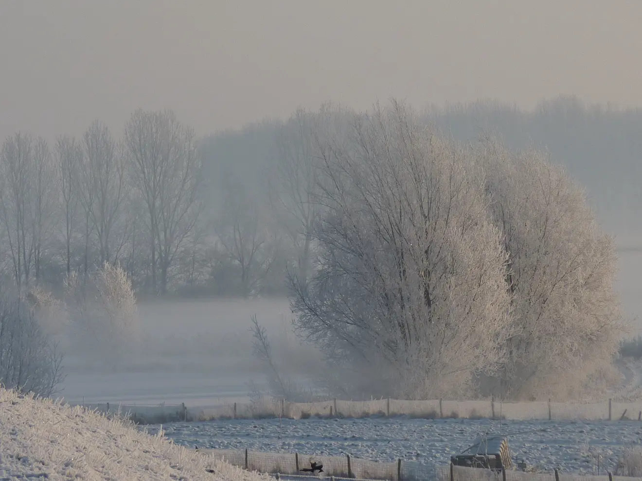 IJsmist in de Ooijpolder bij Nijmegen, tijdens de ijskoude ochtend van 4 februari 2012 - Reinout van den Born