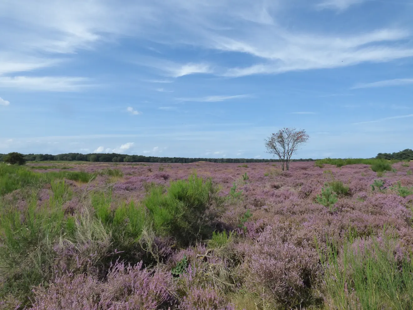 De heide in Hilversum bloeit nog steeds prachtig - Chris Meewis